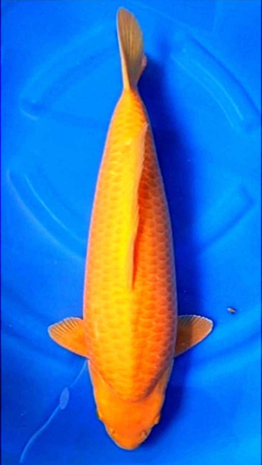 Juara 4
