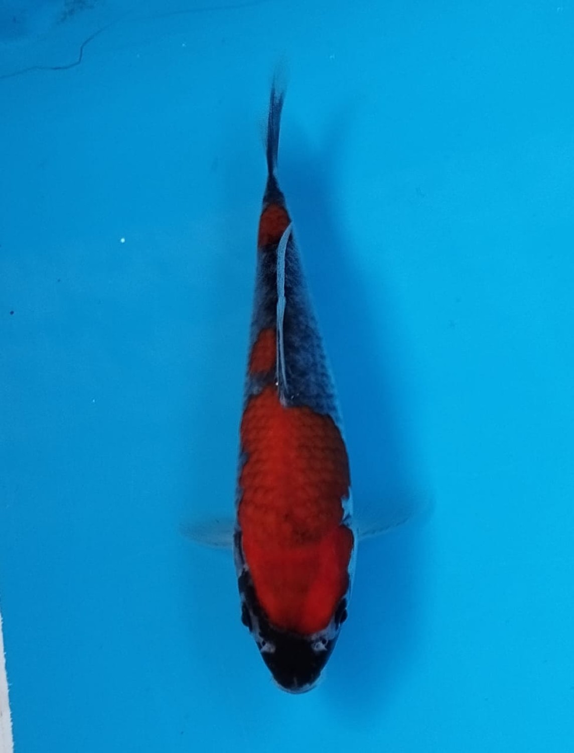 Juara 1
