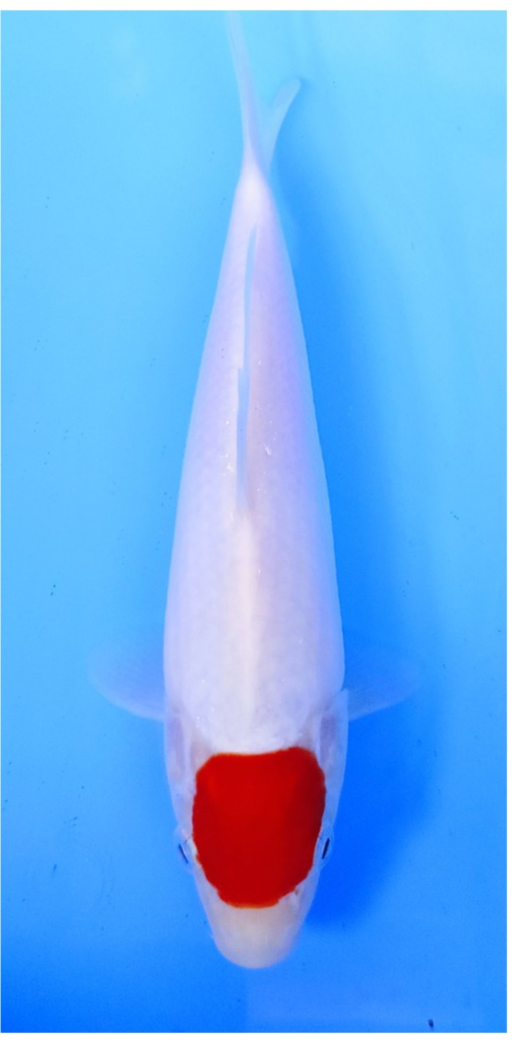 Juara 1