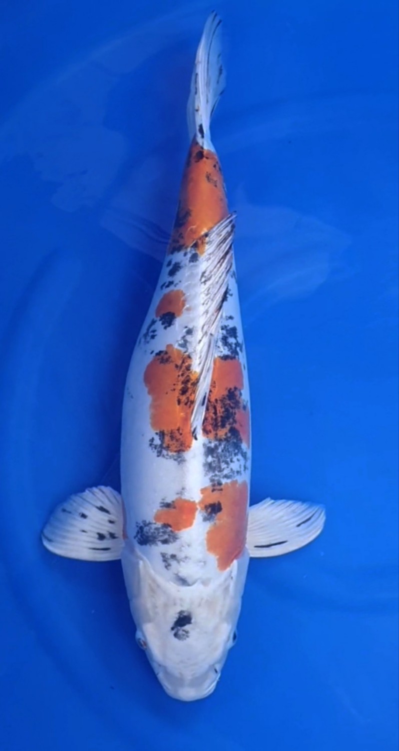 Juara 1