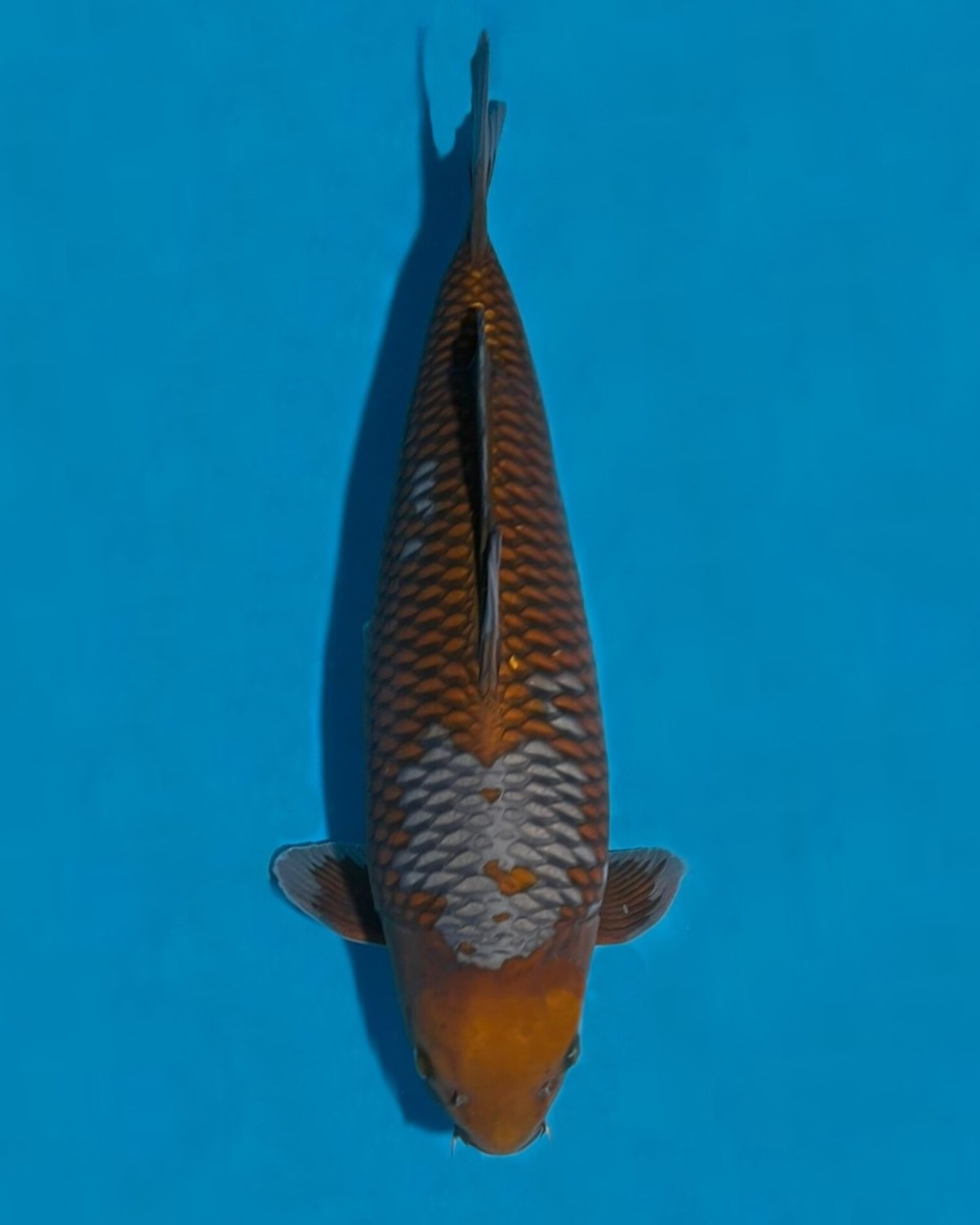 Juara 1