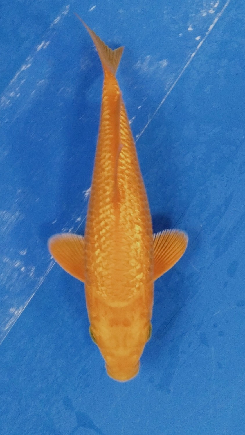 Juara 2