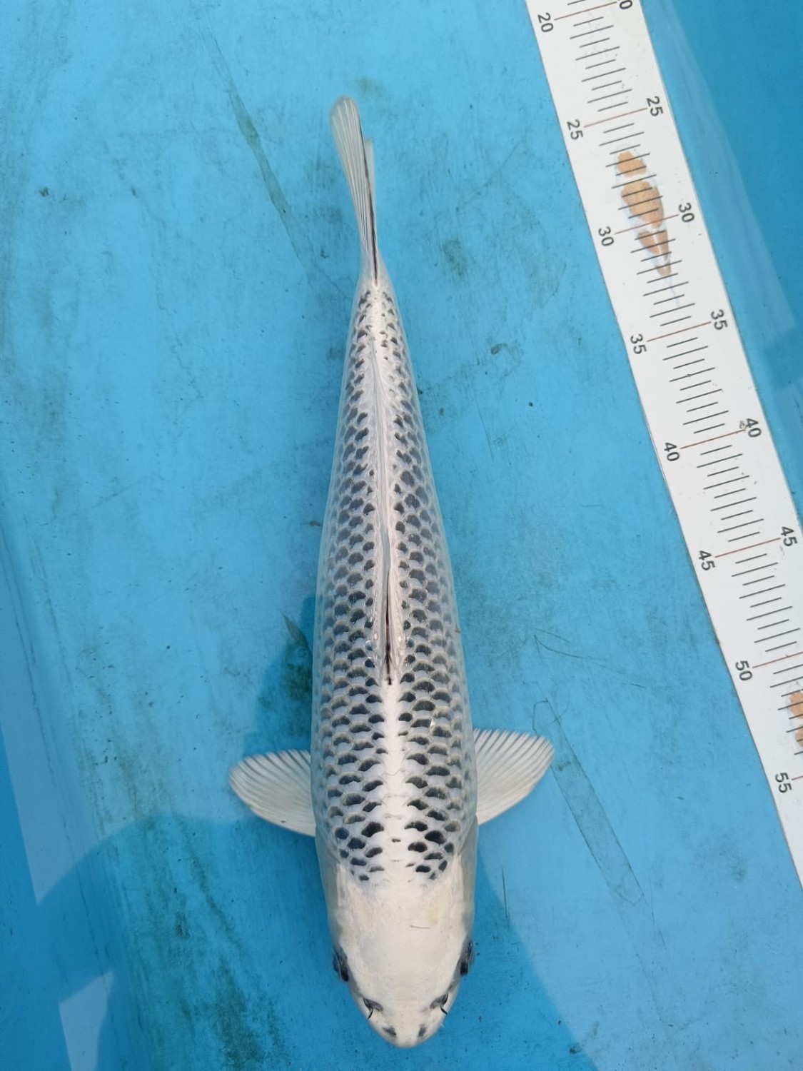 Best In Size E, 31 - 35 cm
