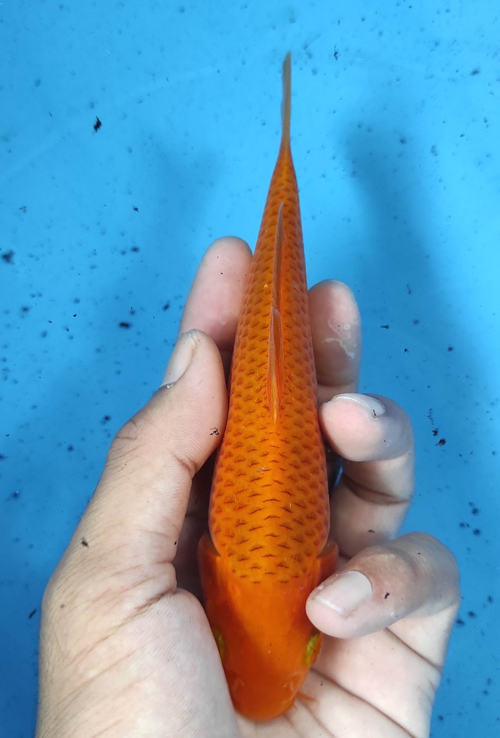Juara 4