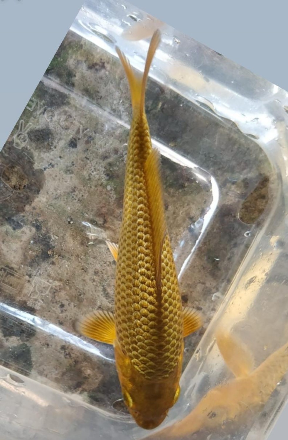 Juara 4