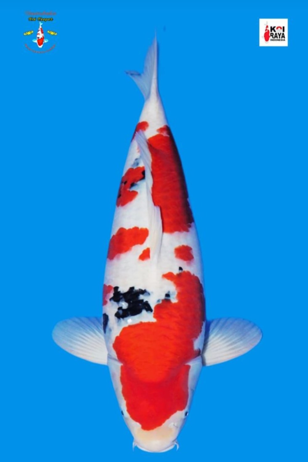 Best In Size A, 61 - 65 cm