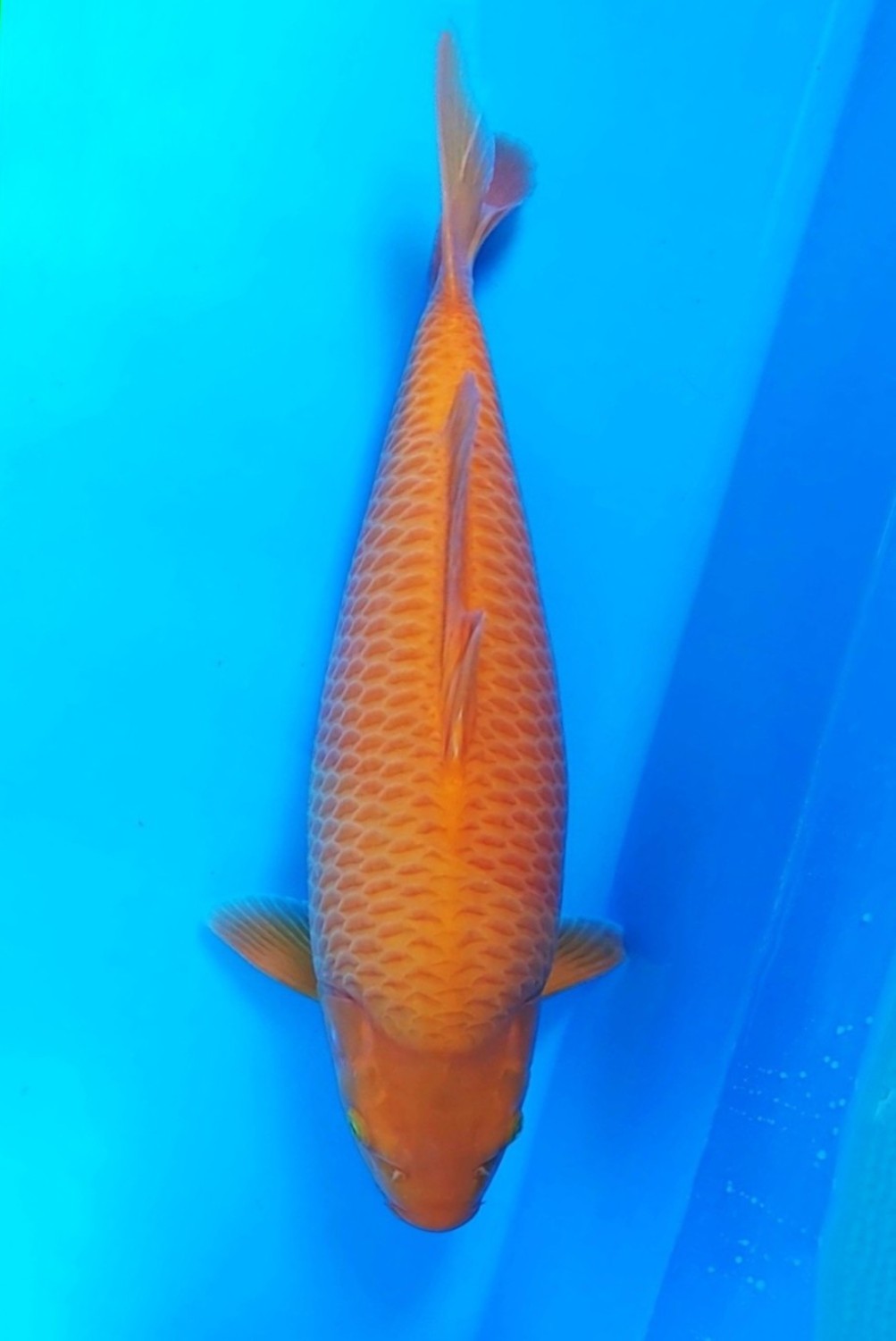 Juara 3