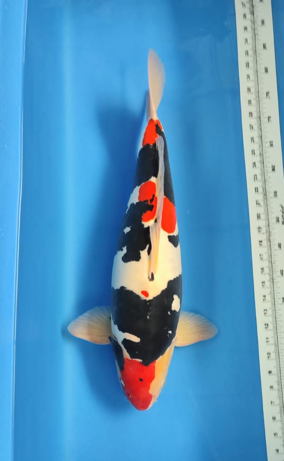 Best In Size C, 61 - 65 cm
