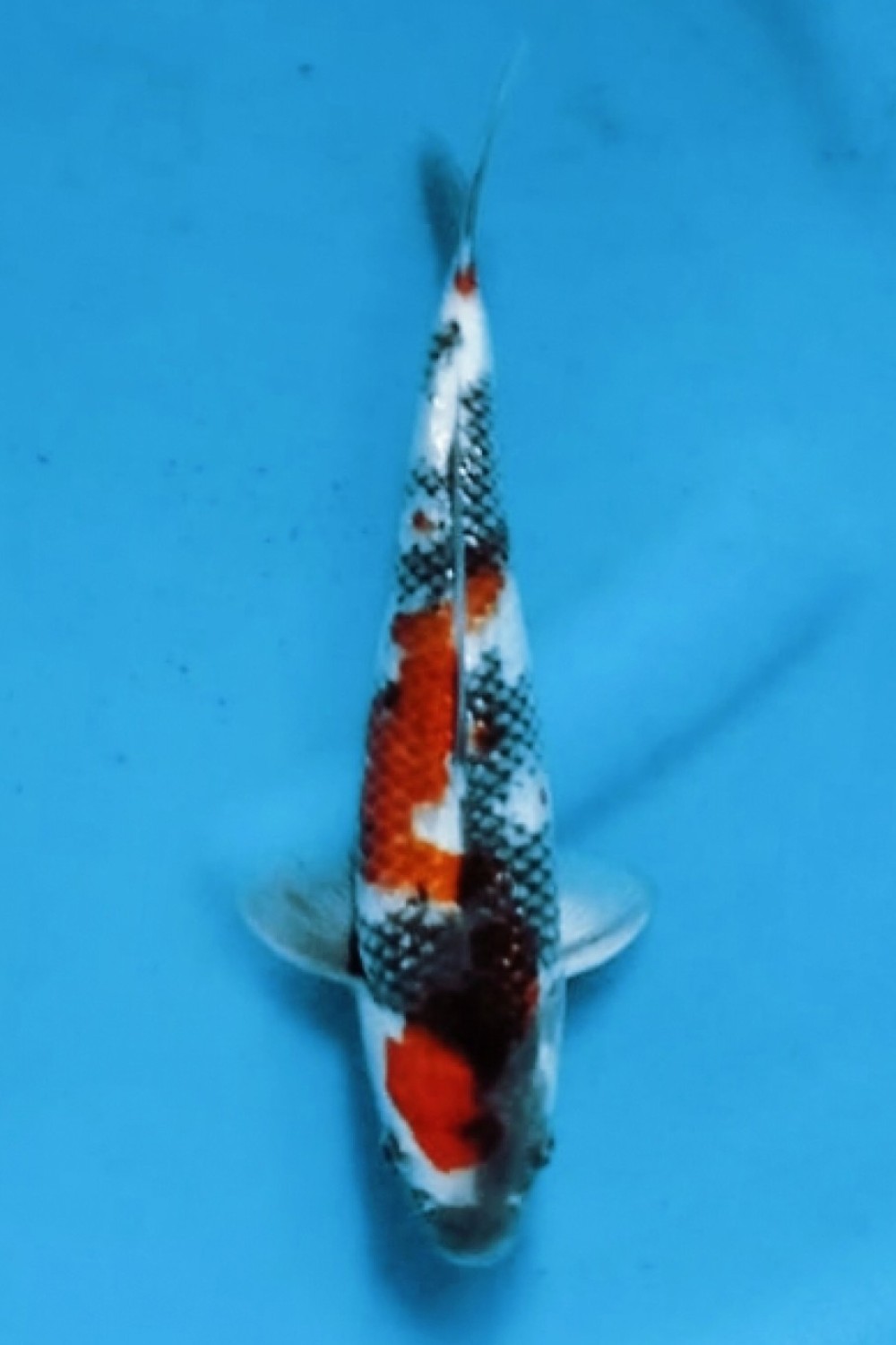 Juara 5
