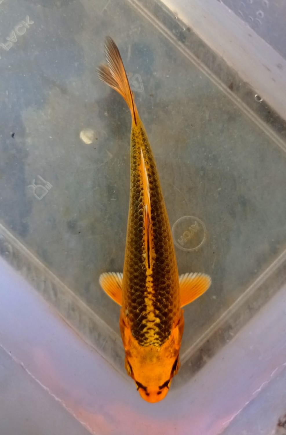 Juara 5