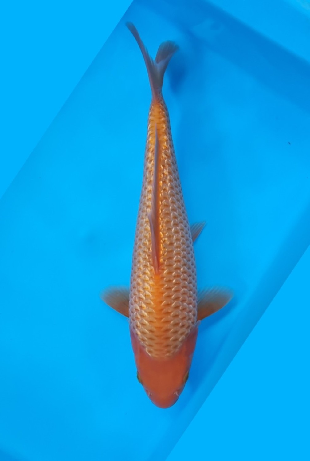 Juara 1