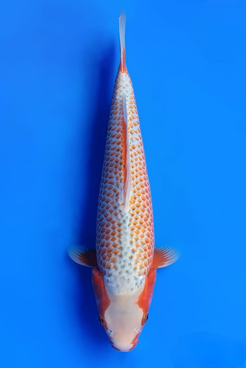 Juara 1
