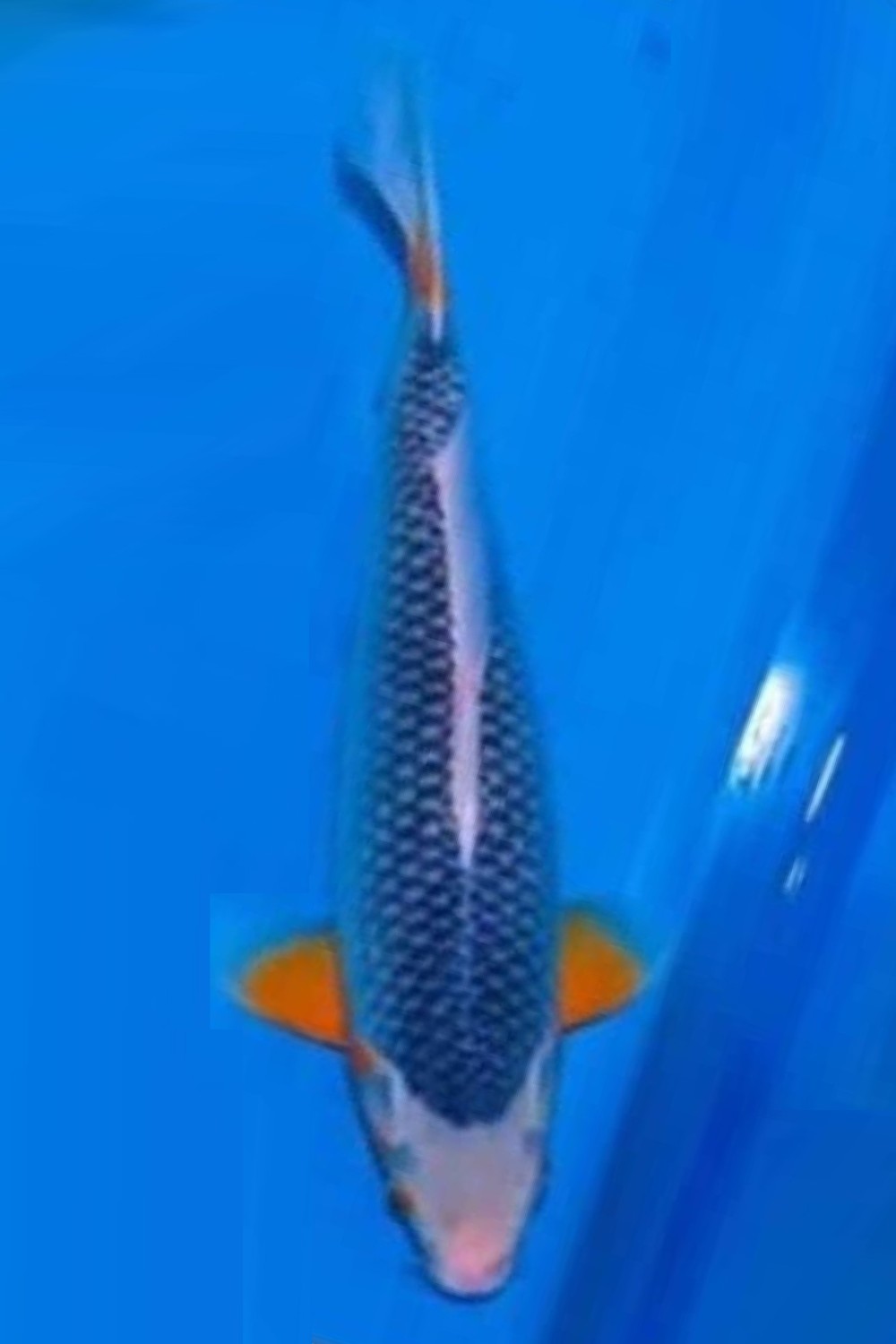 Juara 2