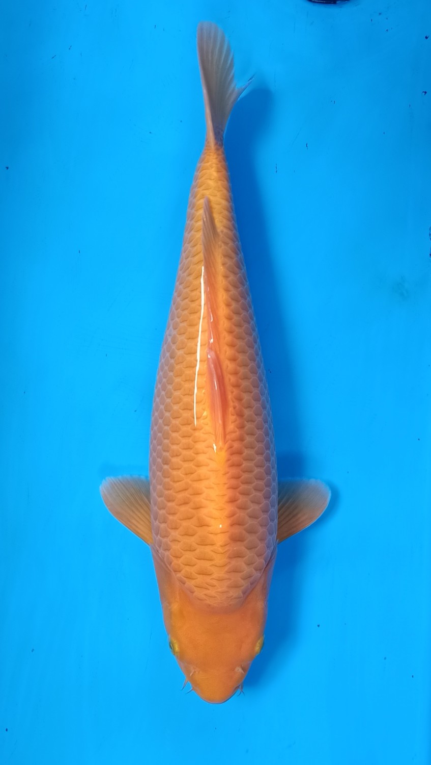Juara 3
