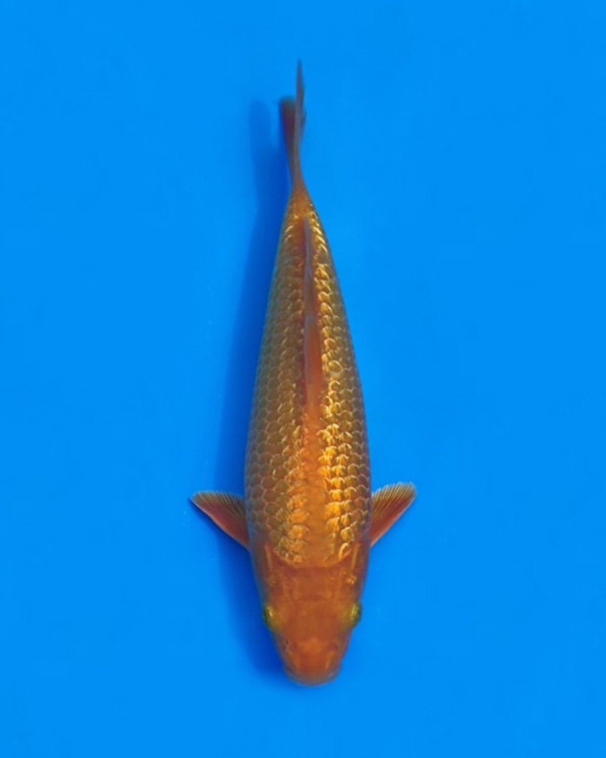 Juara 2