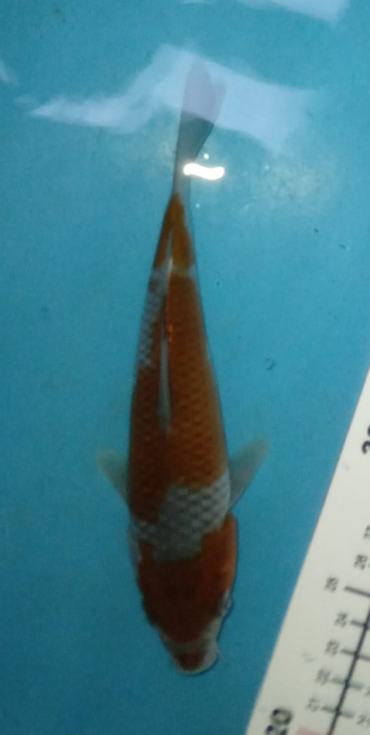 Juara 1