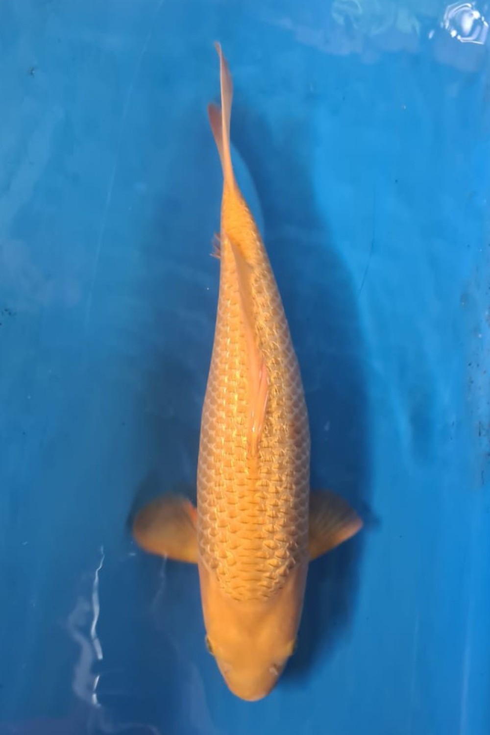 Juara 2
