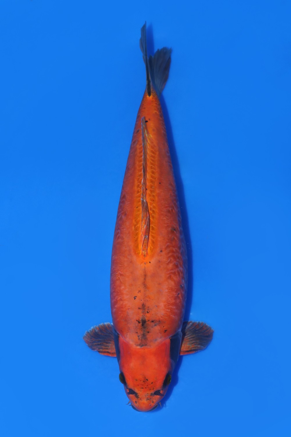 Juara 1