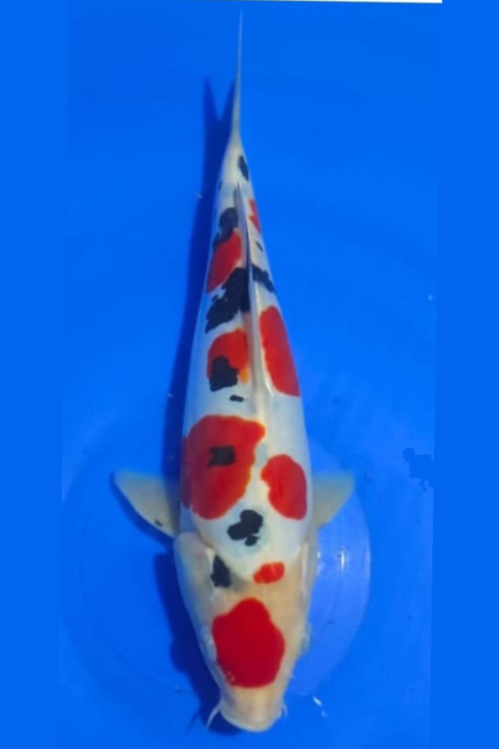 Best In Size C, 36 - 40 cm