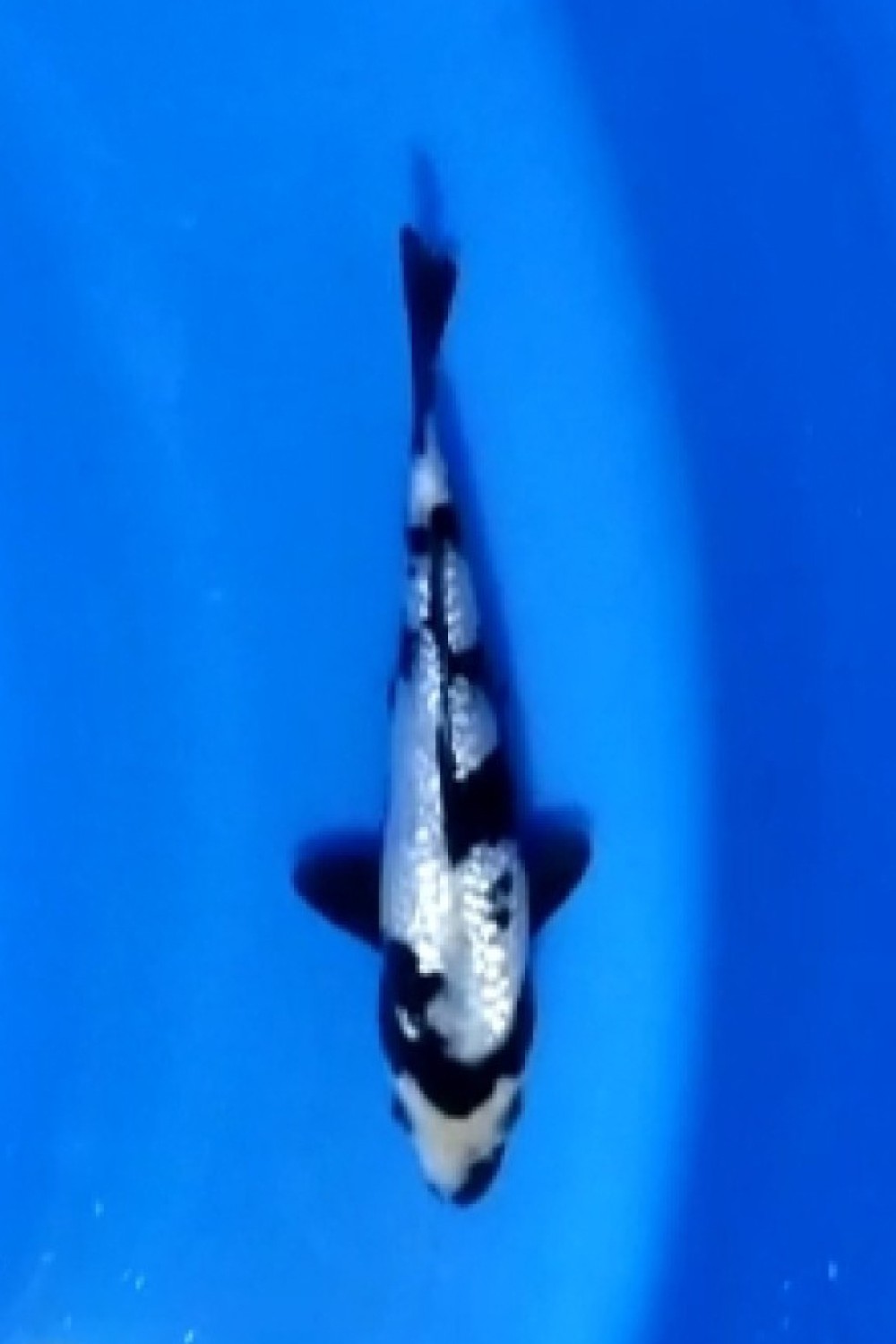 Juara 2