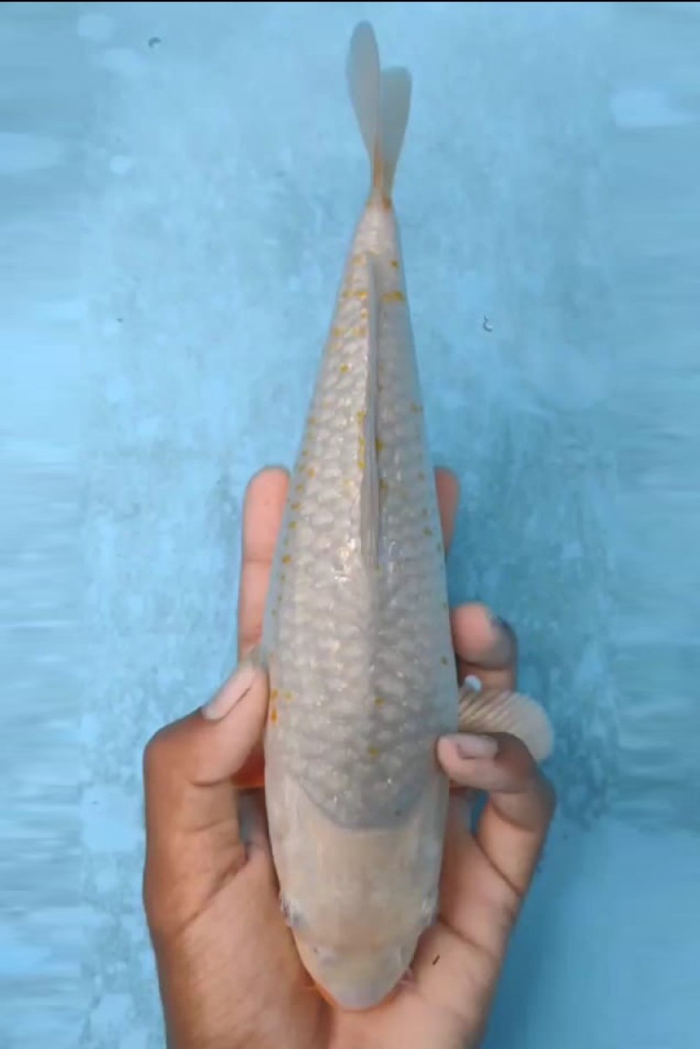 Juara 2