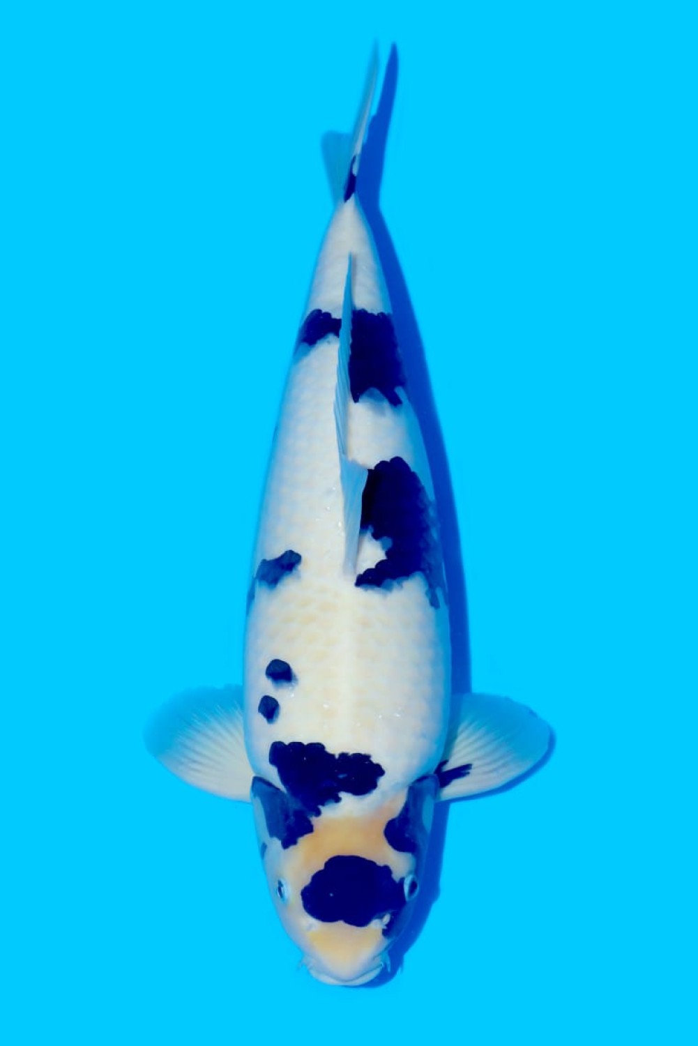 Juara 5