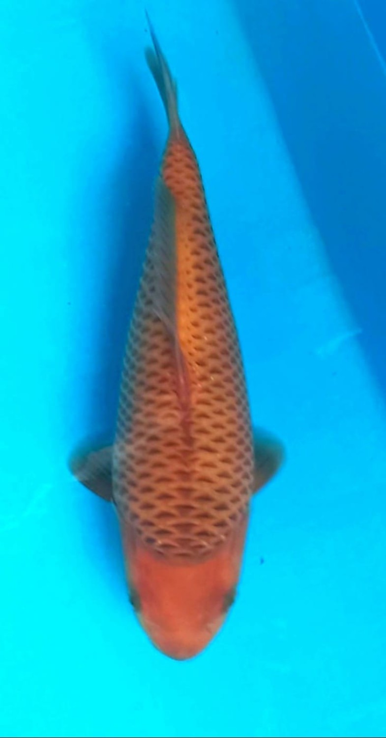 Juara 3