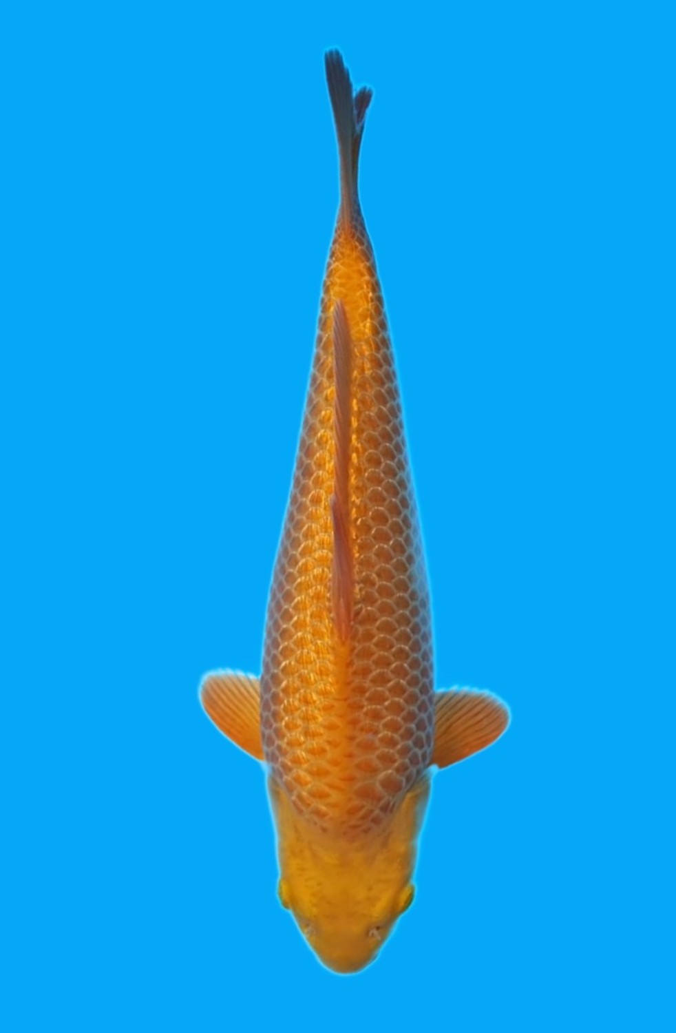 Juara 1