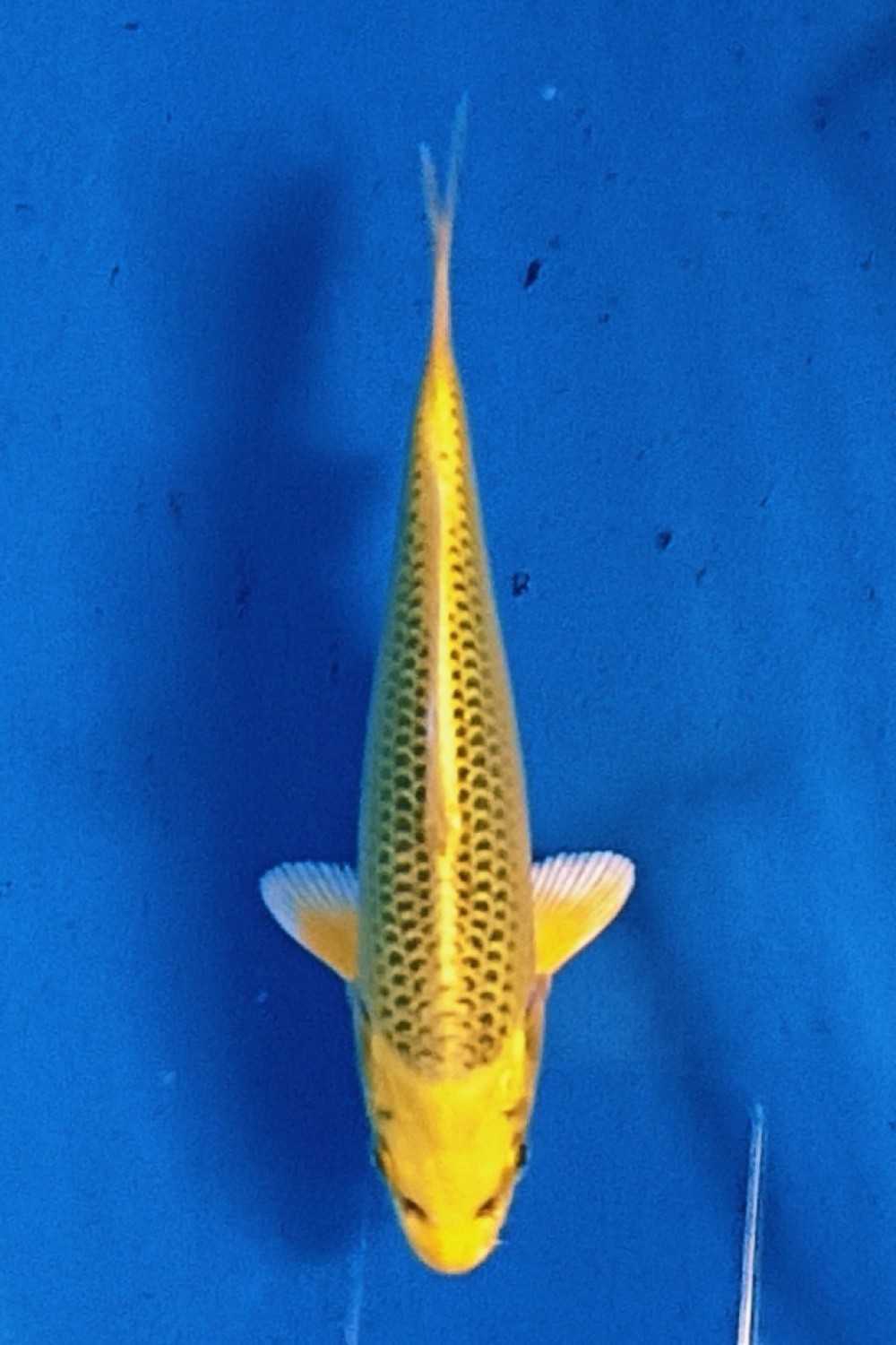 Juara 1