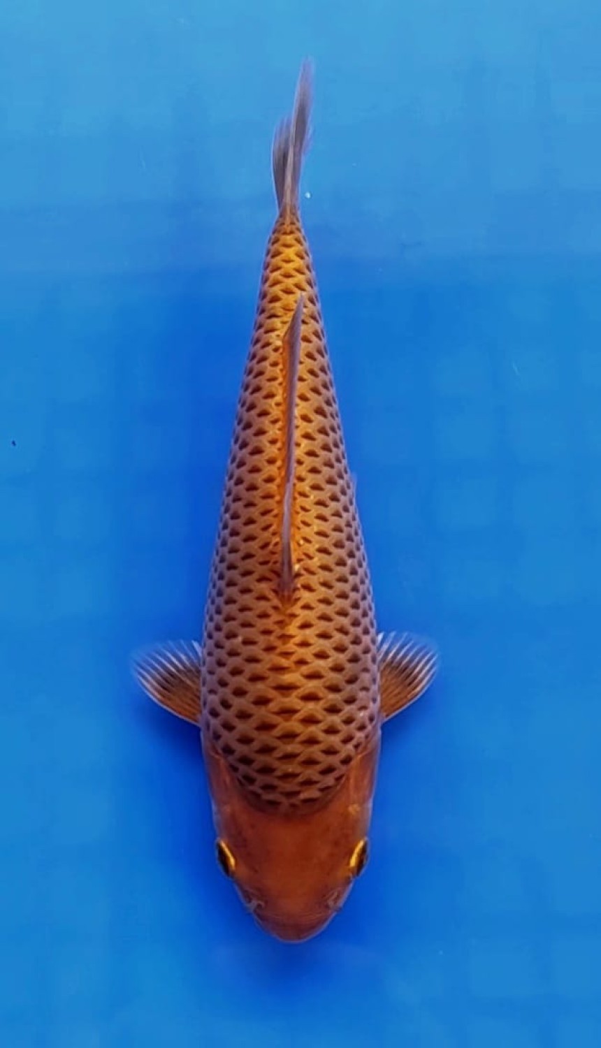 Best In Size E, 16 - 20 cm