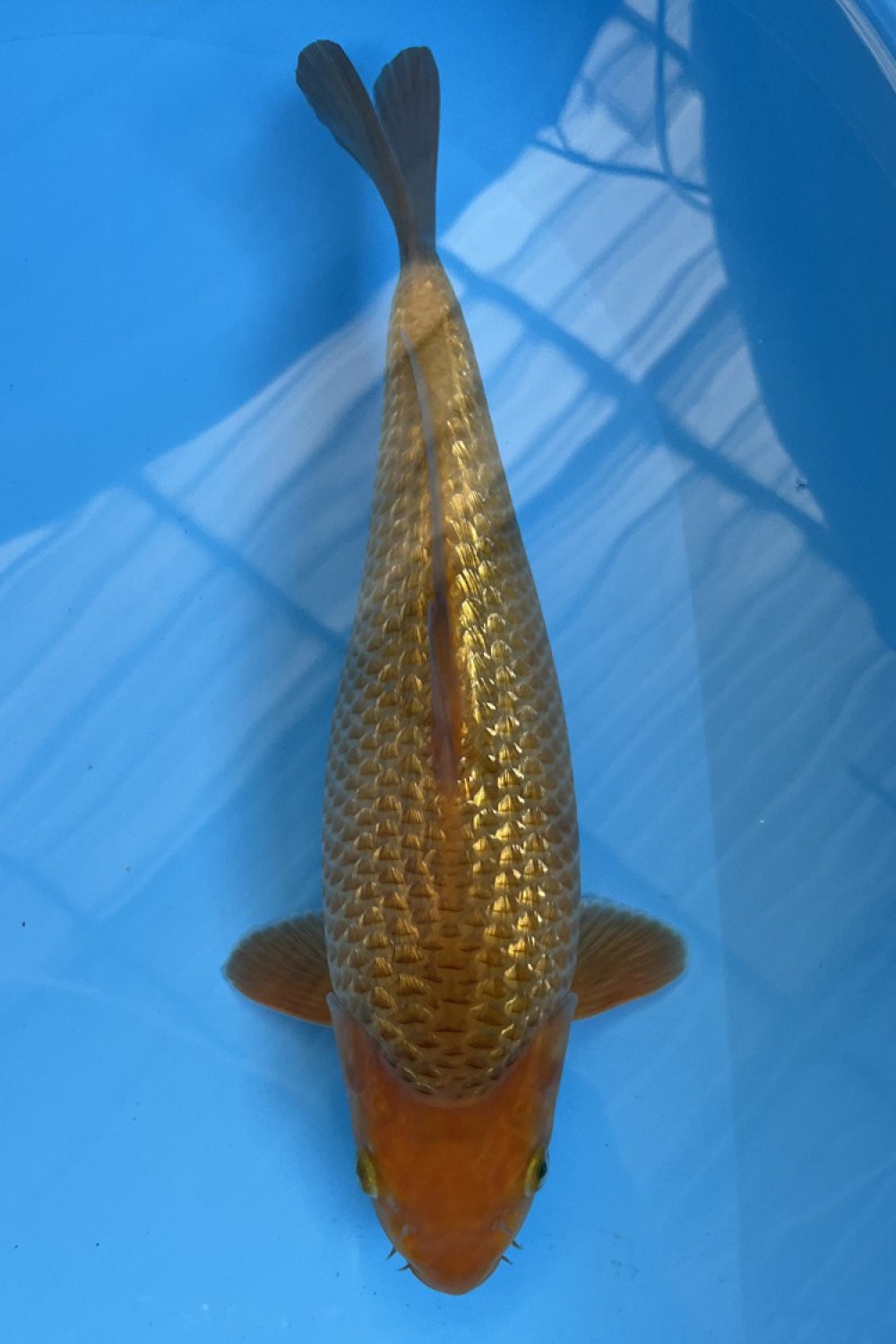 Juara 5