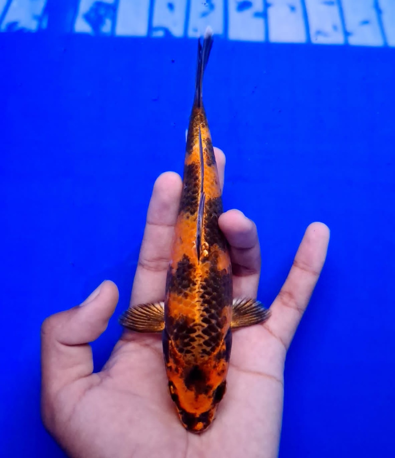 Juara 5