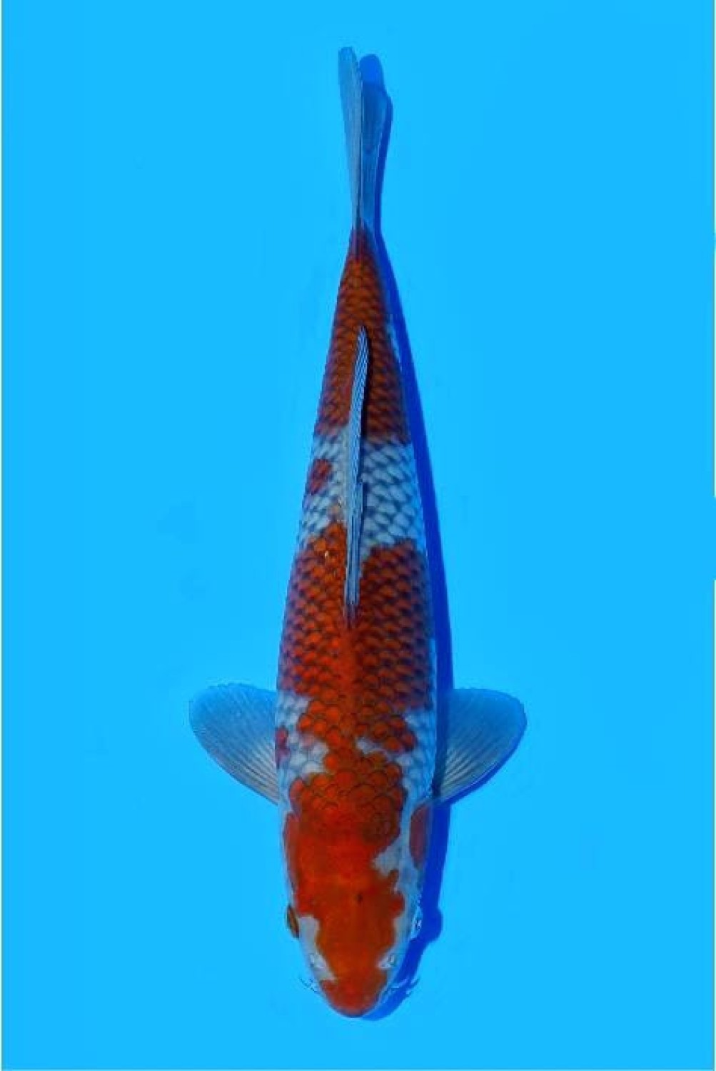 Juara 2
