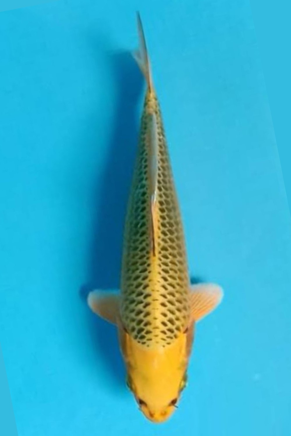 Juara 1