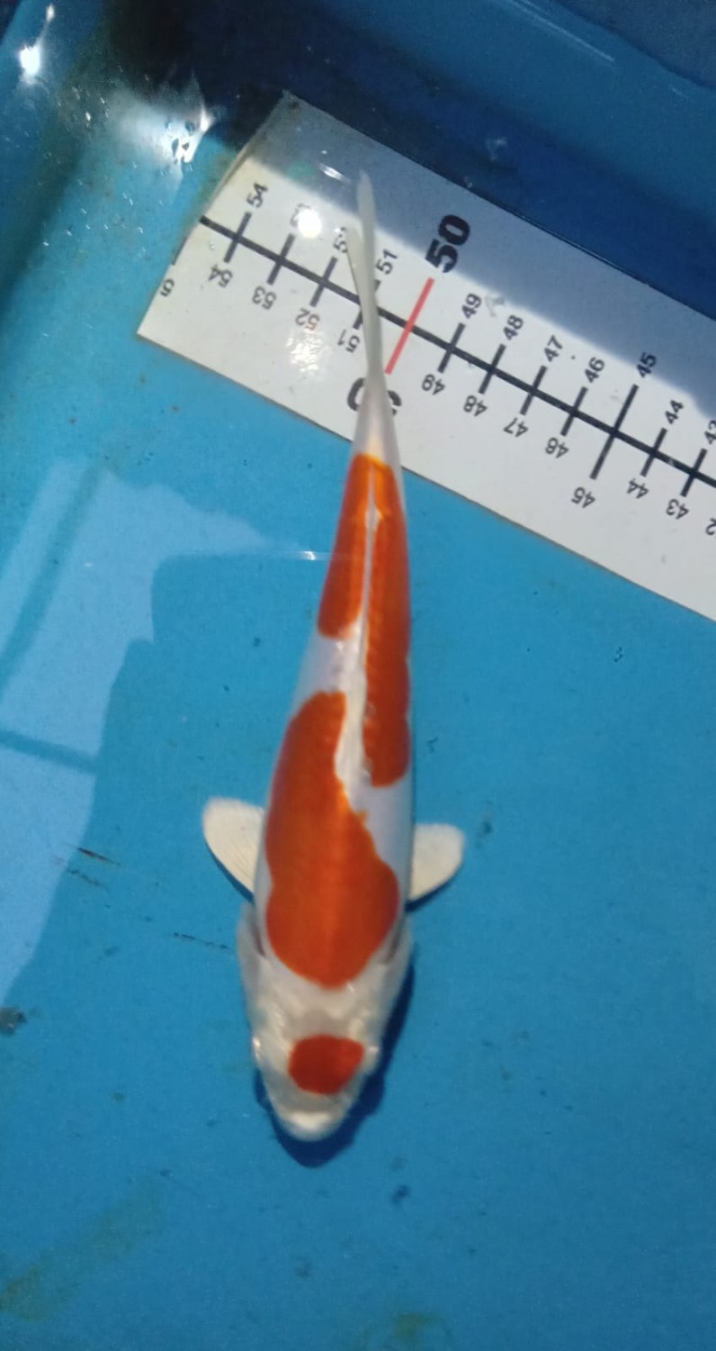 Juara 1