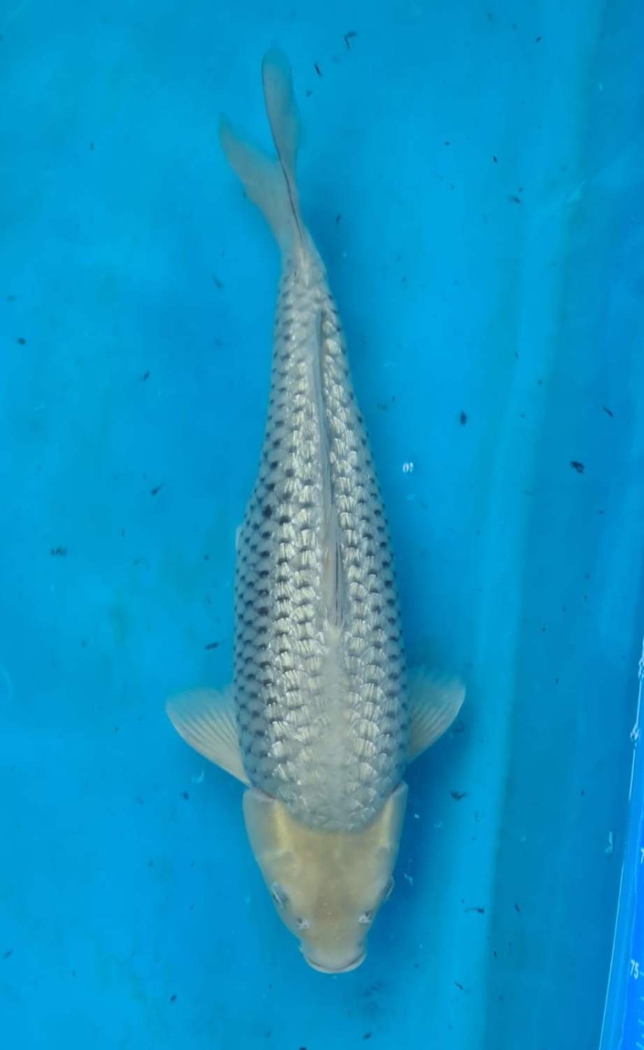 Juara 1