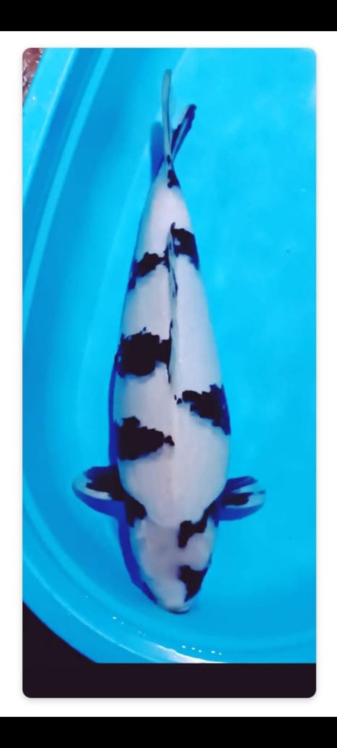 Best In Size B, 51 - 55 cm