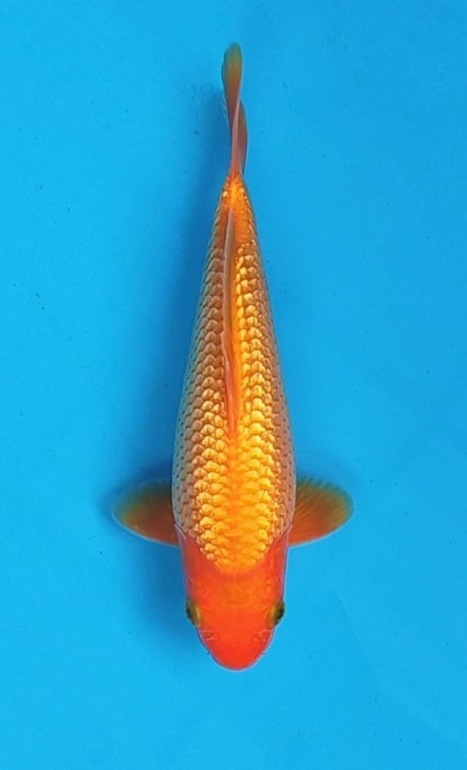 Juara 2