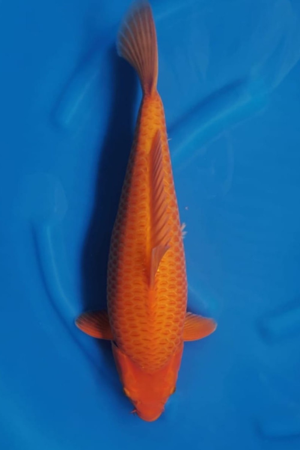 Juara 5