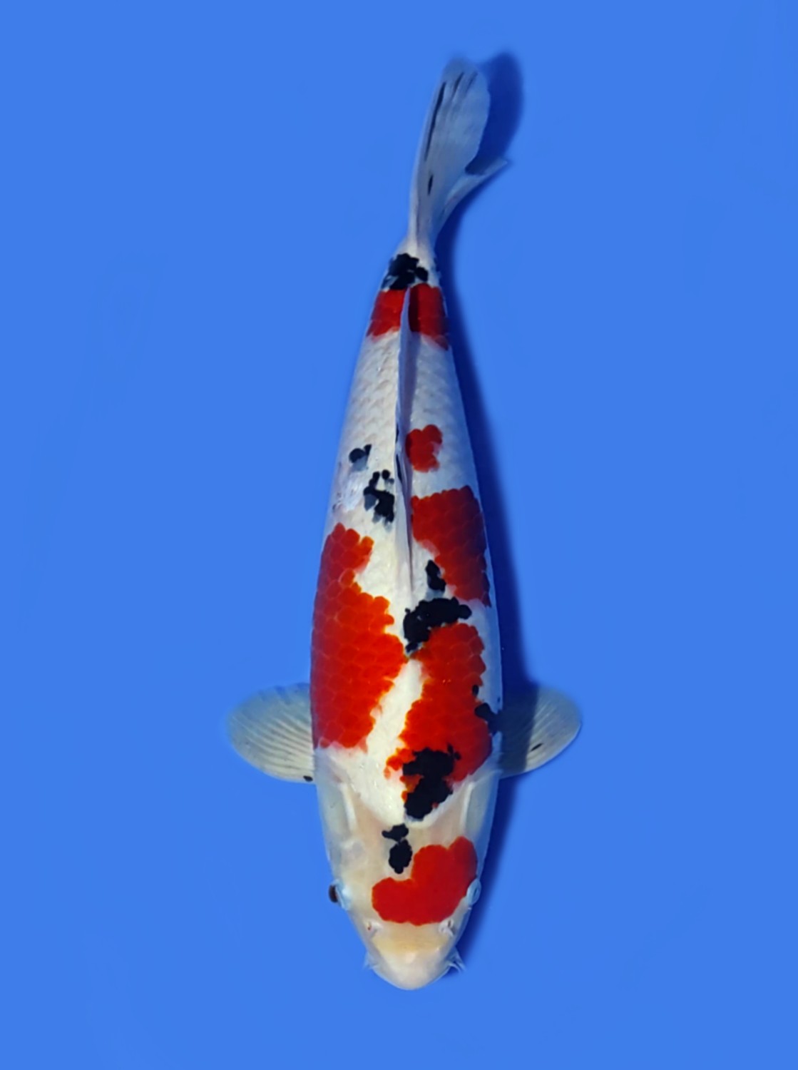 Juara 5