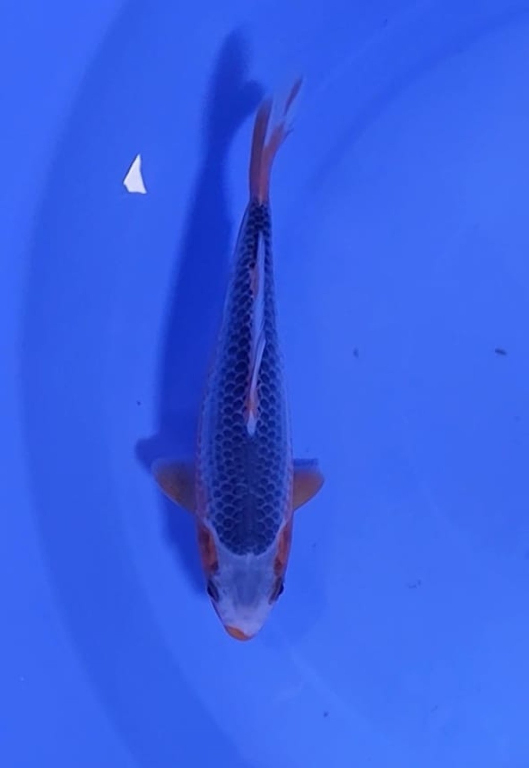 Best In Size D, 13 - 15 cm
