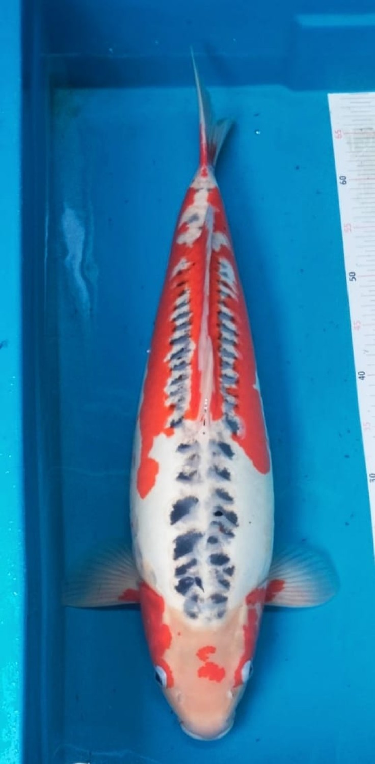 Juara 1