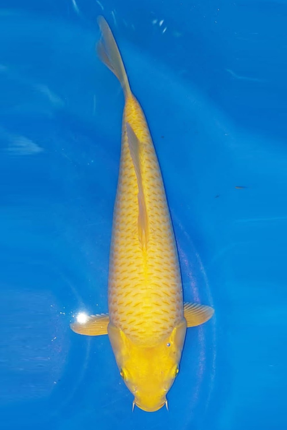 Juara 5
