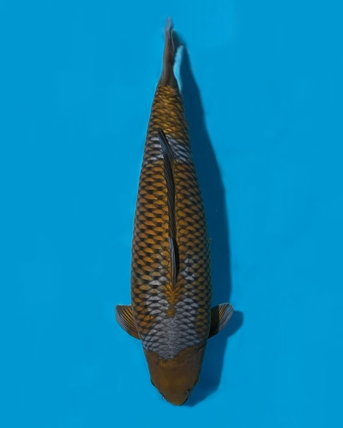 Juara 1