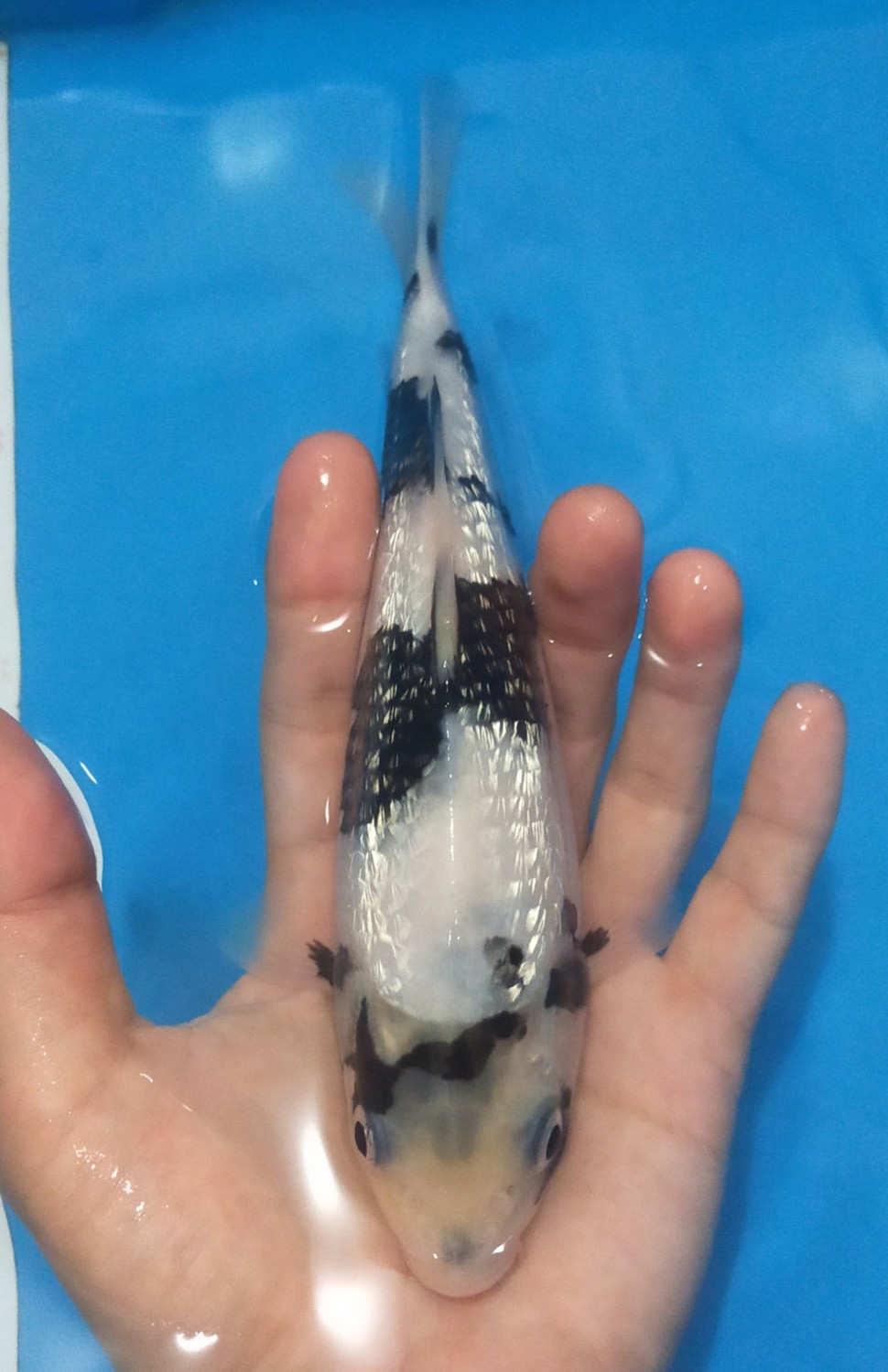 Juara 1