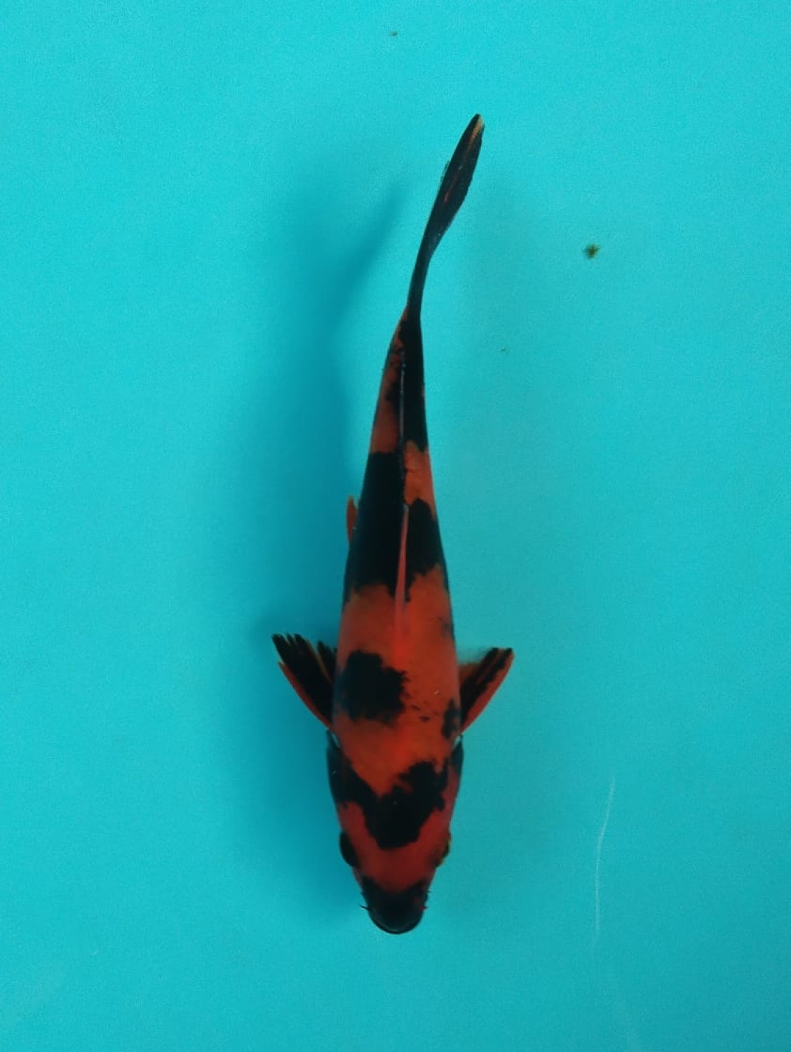 Juara 2