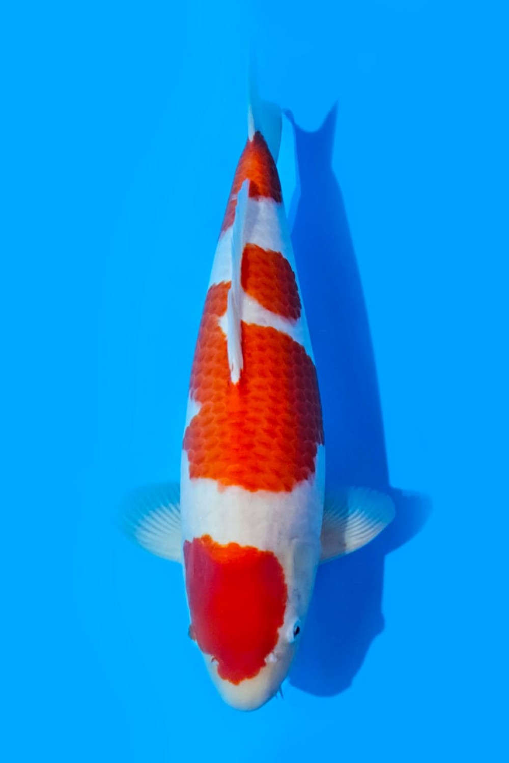 Best In Size A, 51 - 55 cm