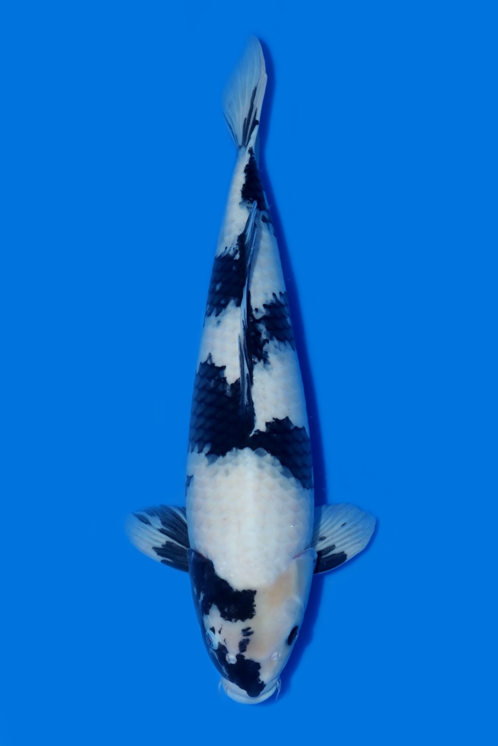 Juara 3