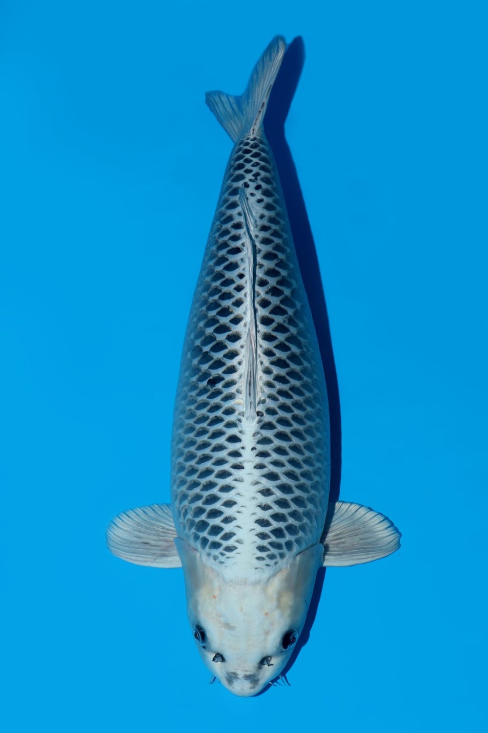 Juara 1