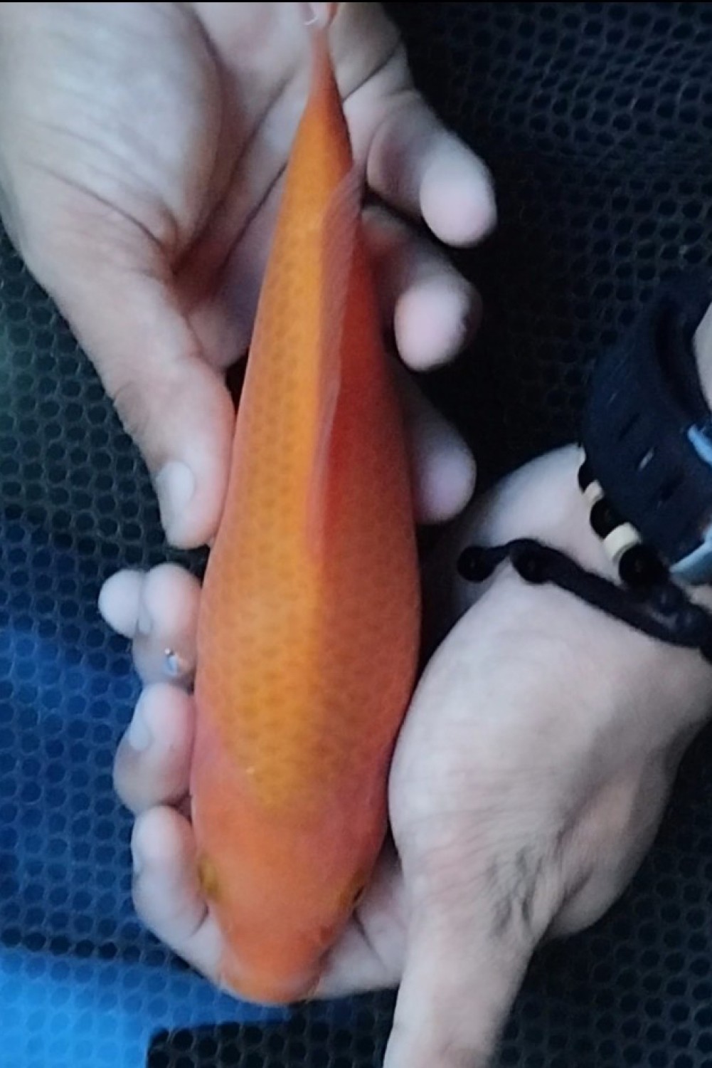 Juara 5